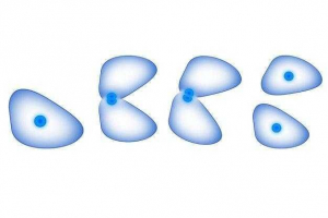 Особливості та послідовність етапів клітинного циклу Особливості та послідовність етапів клітинного циклу